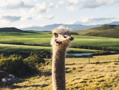 Strauß auf der Safari Ostrich Farm bei Oudtshoorn – Südafrika Familienreise