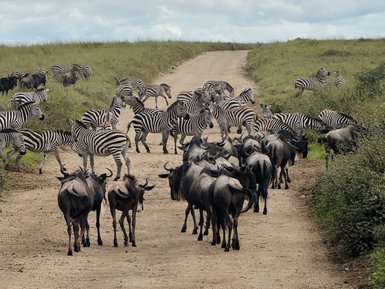 Zebras und Streifengnus im Serengeti-Nationalpark unterwegs – Tansania mit Kindern