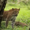 Ein Leopard durchstreift wachsam die Graslandschaft – Sri Lanka Reise mit Kindern