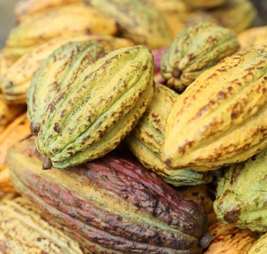 Frische Kakaoschoten während der Don Juan Kaffee- und Kakao-Tour – Costa Rica Familienreise