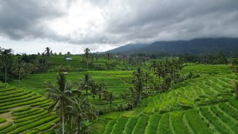 Üppige Reisterrassen in Jatiluwih – Bali Reise mit Kindern