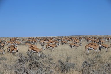 Eine große Herde Springböcke läuft durch die offene Landschaft - Namibia mit Jugendlichen