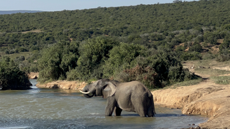 Elefant genießt ein Bad im Wasserloch im Addo Nationalpark – Garden Route mit Kindern