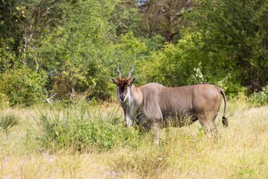 Eine Antilope steht alleine in der trockenen Wildnis und blickt aufmerksam in die Kamera