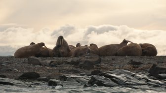 Eine Gruppe von Walrossen ruht sich auf einem Kiesstrand aus, während die Wolken am Himmel sanft vorbeiziehen.