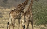 Zwei Giraffen stehen in einer trockenen Savanne, ihre langen Hälse sind elegant erhoben, während sie sich umsehen.