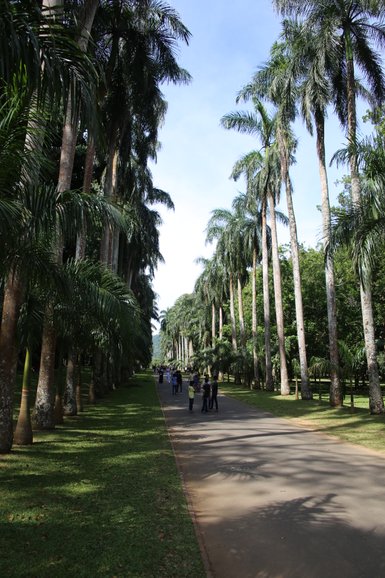 Spazierweg mit hohen Palmen entlang der Promenade in Kandy – Sri Lanka Familienreise