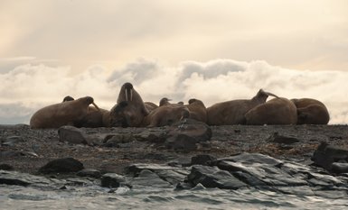 Eine Gruppe von Walrossen ruht sich auf einem Kiesstrand aus, während die Wolken am Himmel sanft vorbeiziehen.