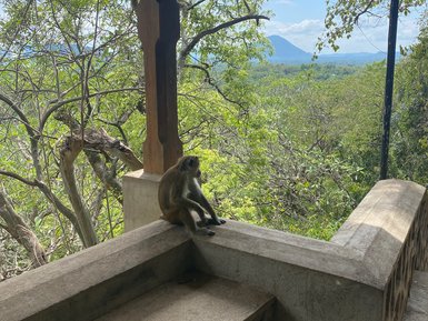Affe sitzt auf einer Mauer beim Dambulla-Höhlentempel – Sri Lanka Familienreise