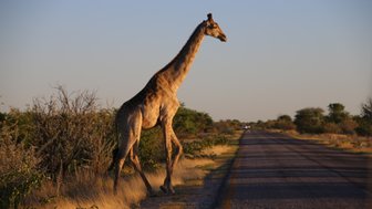 Eine Giraffe überquert gemütlich die Straße - Namibia Rundreise mit Kindern
