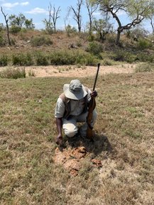 Guide zeigt und erklärt die Natur im Krüger Nationalpark – Südafrika mit Kindern