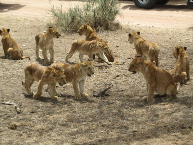 Verspielte junge Löwen tollen durch das Gras – Tansania mit Kindern