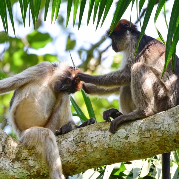 Zwei Affen sitzen auf einem Baumstamm und pflegen sich gegenseitig, umgeben von üppigem, grünem Laub.