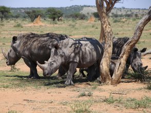 Vier Nashörner genießen den Schatten eines Baumes - Namibia Familienurlaub
