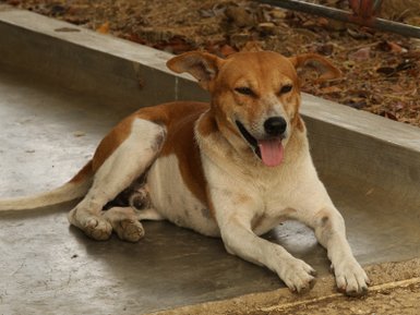Ruhig sitzender Hund in den Tamarind Gardens – Sri Lanka Reise mit Kindern