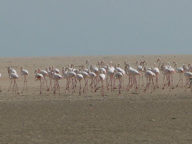 Flamingos laufen an Land - Namibia Familienurlaub