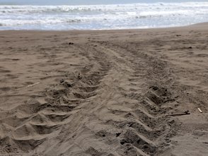 Spuren von Schildkröten im Sand am Strand des Tortuguero Nationalparks – Costa Rica Reise mit Kindern