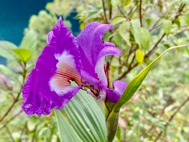 Nahaufnahme einer lilafarbenen Dschungelblume im Regenwald von Lacandona – Mexiko Familienreise
