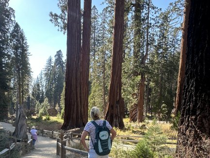 Eine Person mit einem Rucksack steht auf einem Wanderweg zwischen hohen Mammutbäumen im Yosemite-Nationalpark.