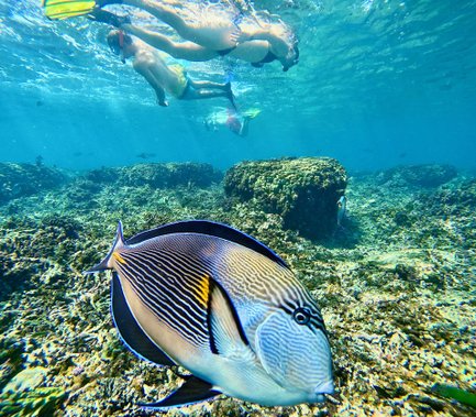 Bunte Fische beim Schnorcheln an den Daymaniyat Inseln – Oman Reise mit Kindern