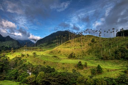 Das Cocora-Tal zeigt majestätische Wachspalmen, die sich gegen einen strahlend blauen Himmel abheben.