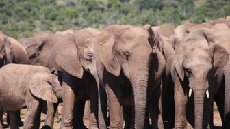 Große Elefantenherde aus nächster Nähe im Addo Nationalpark – Garden Route mit Kindern