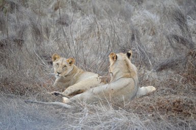 Zwei Löwen ruhen in der trockenen Savanne, umgeben von braunem Gras und Sträuchern, während sie sich gegenseitig beobachten.