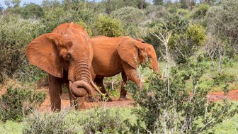 Zwei majestätische Elefanten mit rotem Erdboden umgeben, während sie durch die grüne Savanne Kenias wandern.