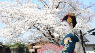 Eine Frau in traditioneller japanischer Kleidung steht vor blühenden Kirschbäumen und hält einen Fächer in der Hand.