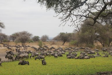 Gnuherde im Tarangire-Nationalpark in Tansania – Tansania Familienreise