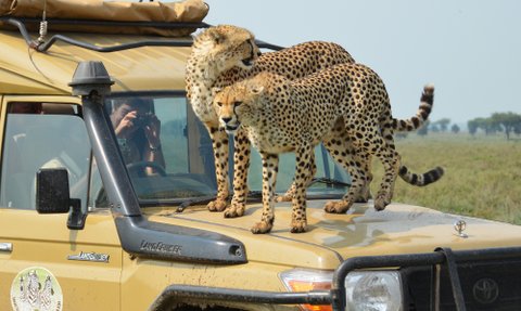 Geparden sitzen entspannt auf einem Jeep – Tansania mit Kindern