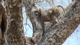 Pavian sitzt hoch oben auf einem Baum in Tansania – Tansania Familienreise