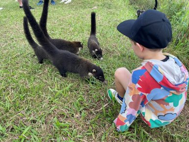 Kleines Kind fasziniert von einem Nasenbären – Costa Rica Reise mit Kindern
