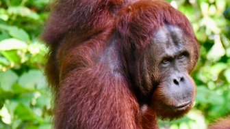 Ein wilder Affe aufmerksam im tropischen Regenwald – Malaysia & Borneo Reise mit Kindern