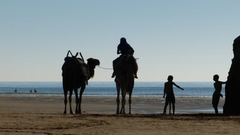 Kamele ruhen am Sandstrand von Essaouira mit Blick auf das Meer – Marokko Familienreise
