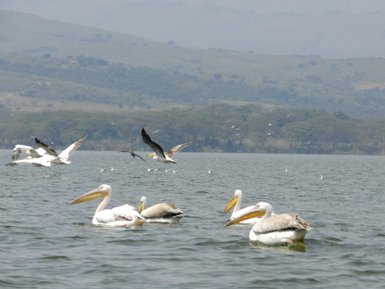 Eine Gruppe von Pelikanen schwimmt ruhig auf dem Wasser des Naivasha-Kraters, umgeben von sanften Hügeln im Hintergrund.