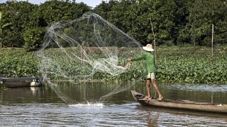 Ein Fischer wirft sein Netz in den ruhigen Gewässern des Mekong-Deltas, um Fische zu fangen, umgeben von üppigem Grün.
