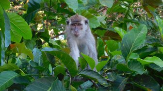 Affe sitzt zwischen grünen Blättern hoch im Baum – Malaysia & Borneo Familienreise