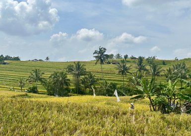 Satte grüne Reisterrassen von Jatiluwih auf Bali – Bali Familienreise
