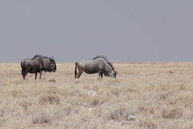 Zwei Gnus grasen auf einer Wiese - Namibia mit Jugendlichen
