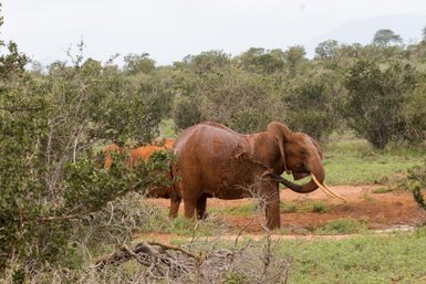 Ein majestätischer Elefant mit rötlicher Erde bedeckt, steht in einer grünen Savanne, umgeben von Büschen und Bäumen.