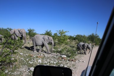Eine Elefantenfamilie überquert gemeinsam die Straße - Namibia Familienurlaub