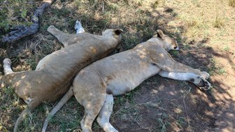 Schlafende Löwen ruhen entspannt im Schatten – Tansania mit Kindern