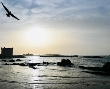 Eine Möwe im Flug als dunkle Silhouette vor dem Atlantik – Marokko mit Kindern