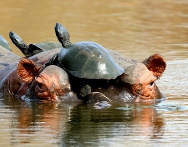  Ein Nilpferd liegt im Wasser mit einer Schildkröte – Südafrika Reise mit Kindern