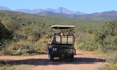 Offener Safari-Jeep fährt durch die Natur der Buffelsdrift Game Lodge – Garden Route mit Kindern