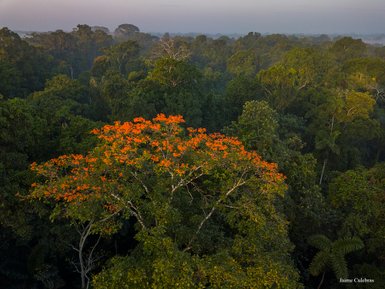 Ein üppiger Dschungel mit einer Vielzahl von grünen Bäumen, die von leuchtend orangefarbenen Blüten gekrönt werden.