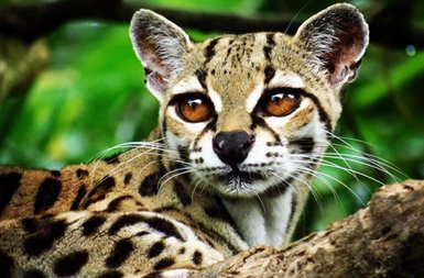 Puma aus nächster Nähe im Schutzgebiet – Costa Rica Reise mit Kindern