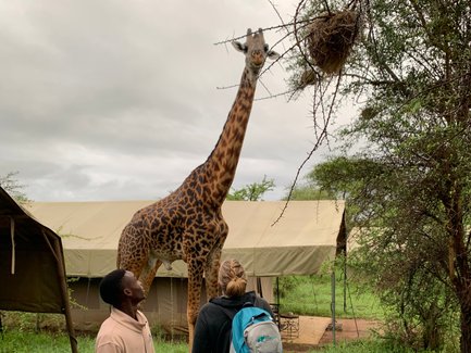 Neugierige Giraffe nähert sich einem Paar im Safari-Camp – Tansania Reise mit Kindern