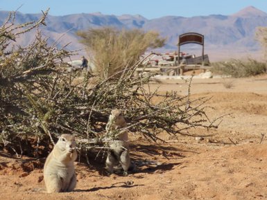 Zwei Erdmännchen sitzen in der trockenen Wüstenlandschaft und spähen neugierig aus dem Gebüsch hervor - Namibia mit Kindern